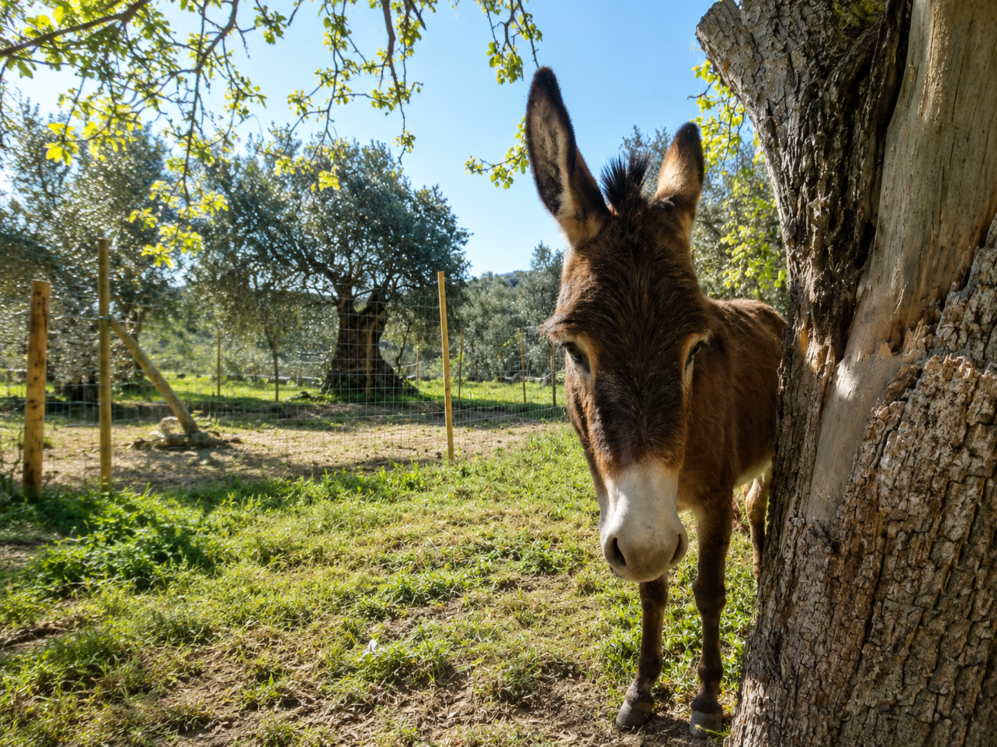 Back to the Roots Experience in Naxos